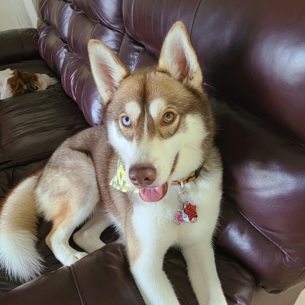 Meet your Posher, Kara